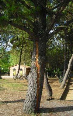 Il tronco del pino squarciato dal fulmine
