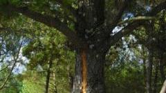 Il tronco del pino squarciato dal fulmine