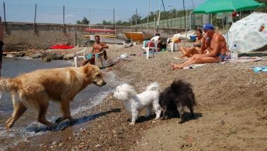 Pescatori in azione al tramonto, a sinistra cani su una spiaggia