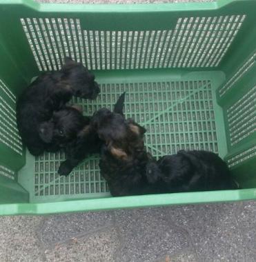 I quattro cuccioli abbandonati 