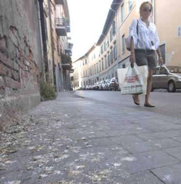 <b>SPORCIZIA.</b> Le strade e i marciapiedi del centro ricoperti di guano 