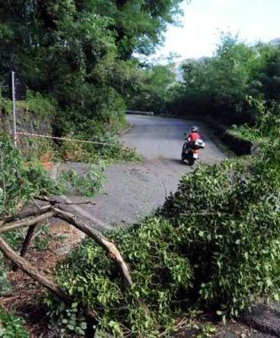 Un albero caduto lungo a via Foce 