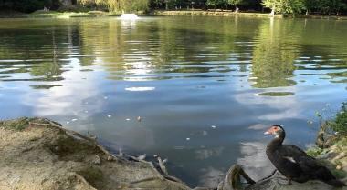 Il lago del parco di Villa Scornio   