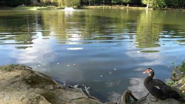 Il lago del parco di Villa Scornio