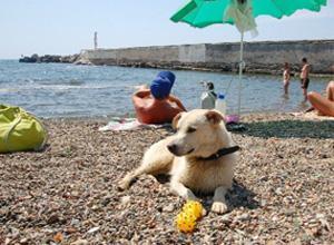 Cani al guinzaglio sulle spiagge libere, sì della Regione, no del Comune
