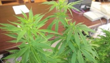 Perdita d'acqua in casa fa scoprire una serra con piante di marijuana