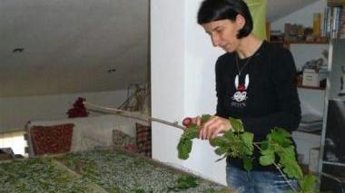 Le foglie di gelso date da mangiare ai bachi