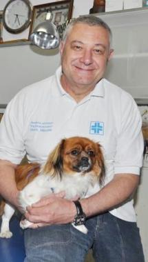 Un cane curato da un veterinario 