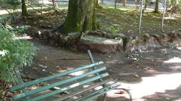 Una panchina rotta in pineta