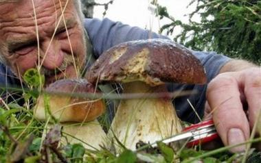 <b>PORCINI. </b>Raccolti da un fungaiolo         
