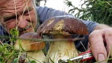 <b>PORCINI. </b>Raccolti da un fungaiolo