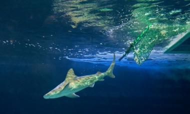 Uno degli squali grigi viene liberato nella vasca dellacquario Cestoni 