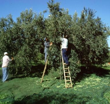 Nelle foto a fianco la raccolta dellolive in unazienda agricola uno scorcio di un vivaio e lassessore Roberto Niccolai 