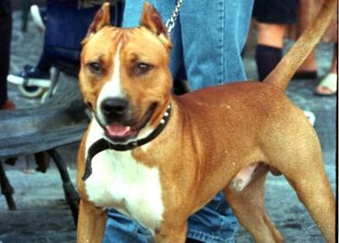 Un esemplare di pit bull