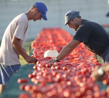 La lavorazione dei pomodori nello stabilimento Italian Food di Venturina 