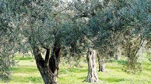 La mosca non attacca gli olivi di Carmignano