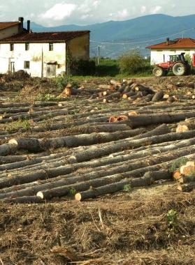 Il bosco di pini ceder&agrave; il posto ad un vivaio  