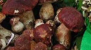 Funghi, stagione da favola ma per il consumatore i prezzi restano alti