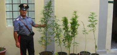 Marijuana al campetto A curare la piantagione c'erano padre e figlio