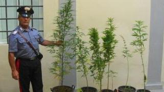 Marijuana al campetto A curare la piantagione c'erano padre e figlio