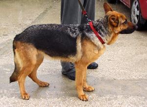 I vicini non gradiscono i cani sciolti e minacciano di morte la proprietaria
