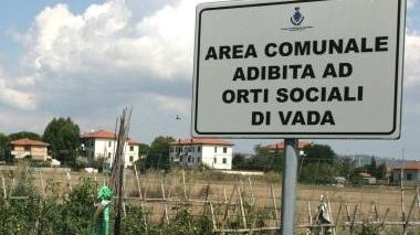 Gli orti di Vada nel mirino