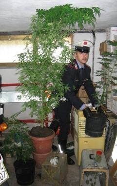 Le piante sequestrate dalla polizia municipale   