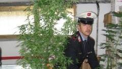 Le piante sequestrate dalla polizia municipale
