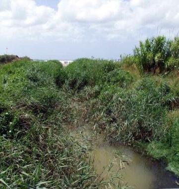 La vegetazione ricopre un tratto del corso dacqua         