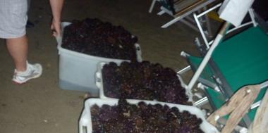 Razzia di ricci di mare, denunciati