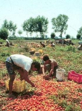 L’agricoltura è tra i settori più colpiti dal lavoro nero