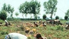 L’agricoltura è tra i settori più colpiti dal lavoro nero