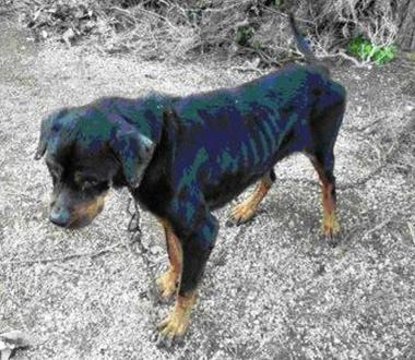 Denunciato per maltrattamento di animali