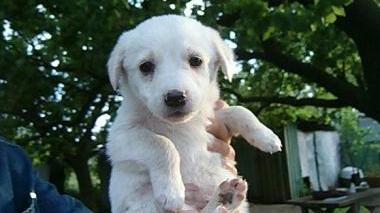 Un cucciolino in cerca di adozione
