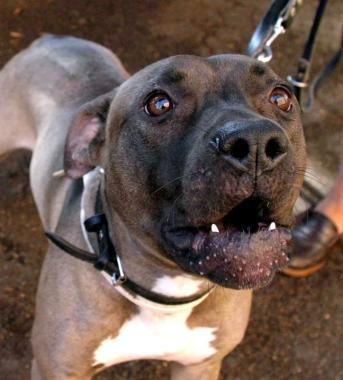 Un cane pitbull 