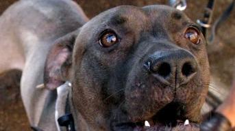 Un cane pitbull