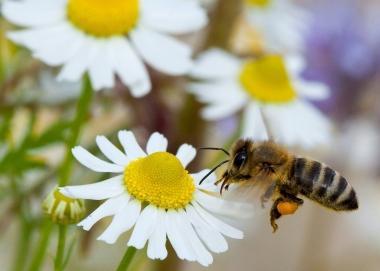 Unape raccoglie polline da un fiore  