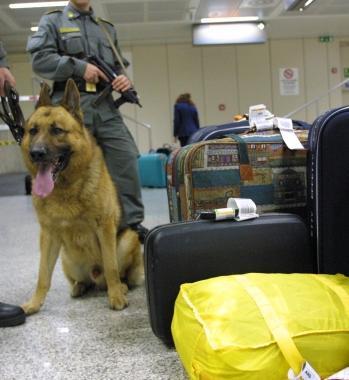 Un cane antidroga 
