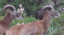 Una coppia di mufloni