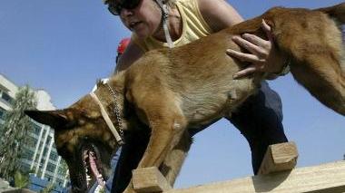 L’addestramento di un cane