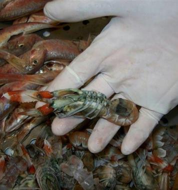Oltre 320 chili il quantitativo di pesce non in regola sequestrato dagli uomini della Guardia Costiera di Portoferraio  