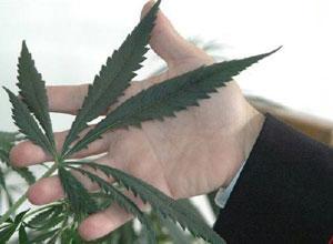 Sequestrata una piantagione di marijuana