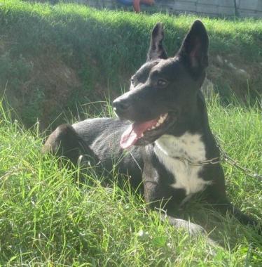Dylan, cucciolo meticcio in attesa di una famiglia