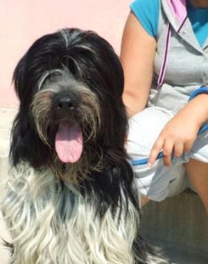 SOS ANIMALI