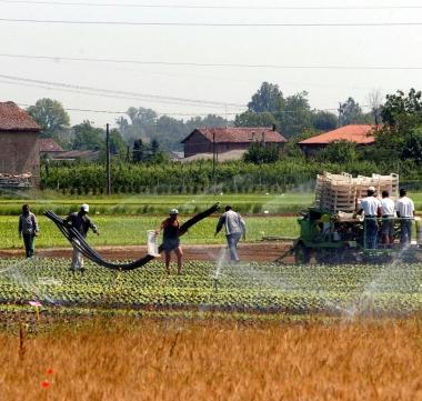 Irrigazione dei campi 