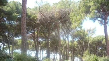 <b>PINETA.</b> Da salvare così come i follonichesi chiedono da tempo
