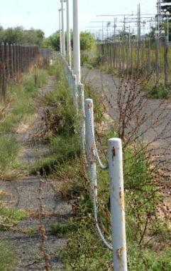 La pista ciclabile a Vada invasa dalle erbacce