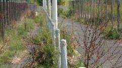 La pista ciclabile a Vada invasa dalle erbacce