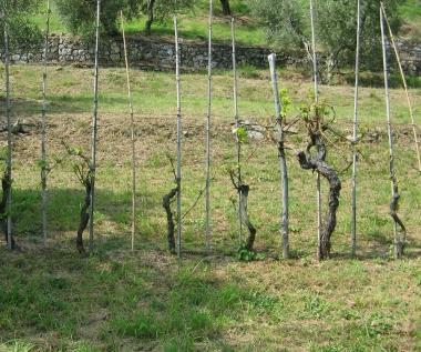I cervi distruggono i filari dei vigneti 