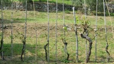 I cervi distruggono i filari dei vigneti